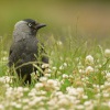 Kavka obecna - Corvus monedula - Eurasian Jackdaw 8931